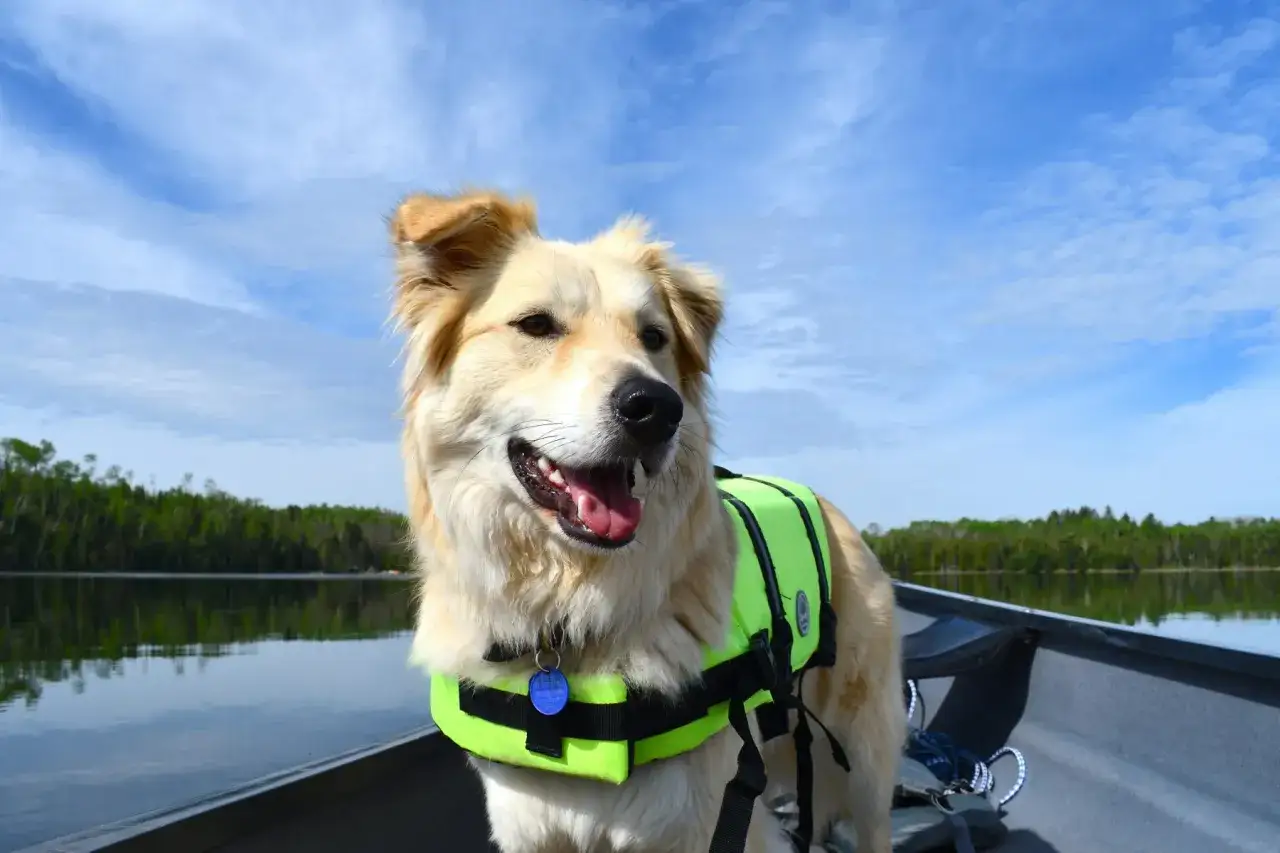 Ein Hund in Schwimmweste genießt das Kanufahren auf einem ruhigen See, umgeben von grünen Wäldern und blauem Himmel.