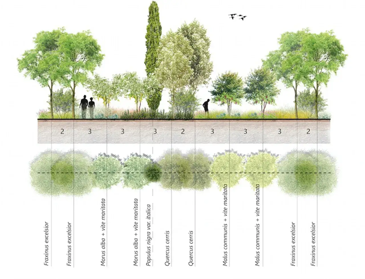Un esempio di agricoltura sintropica con diverse specie arboree e arbustive, che creano un ecosistema rigoglioso e diversificato.
