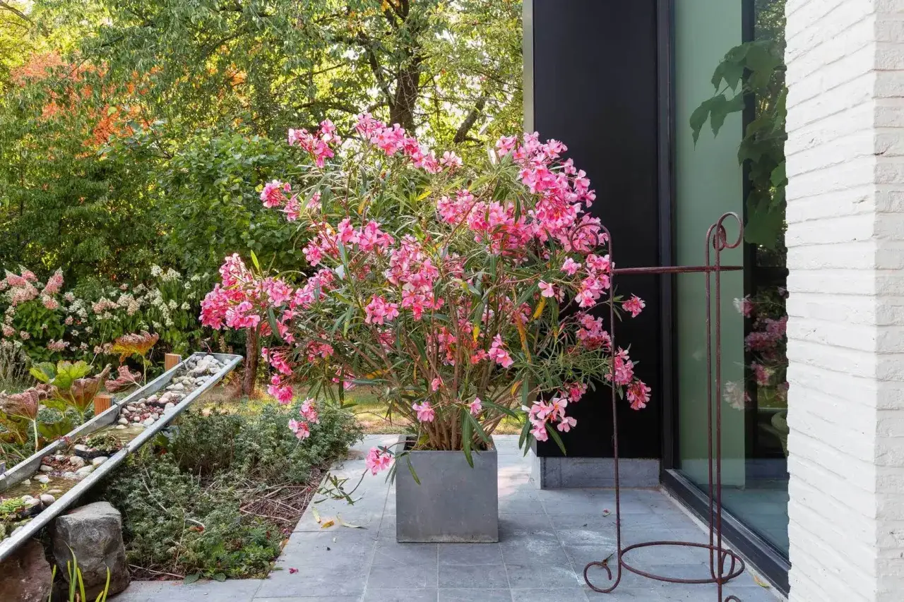 Ein üppiger Oleander in voller Blüte, ein Zeichen für gute Oleander Pflege, steht in einem modernen Betonkübel neben einem Haus.