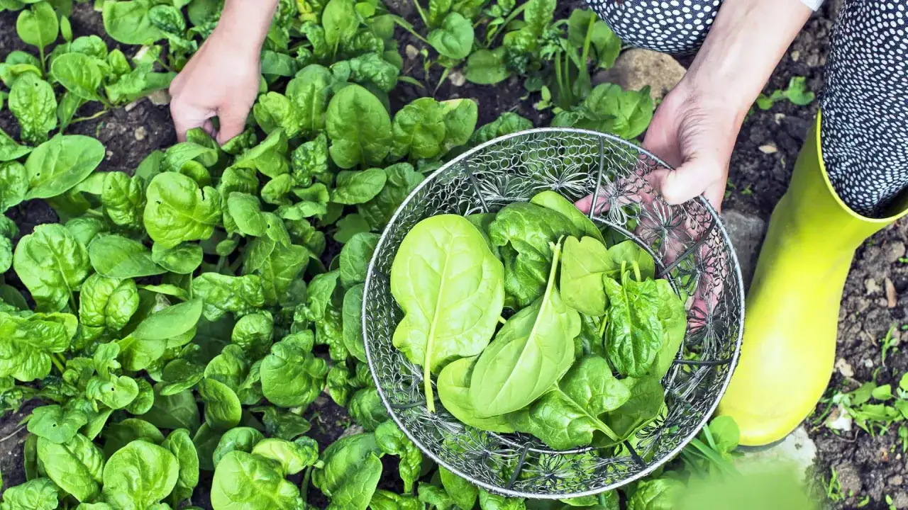 Hände pflücken frischen Spinat im Garten. Ein Sieb füllt sich mit den grünen Blättern, bereit für die Ernte.