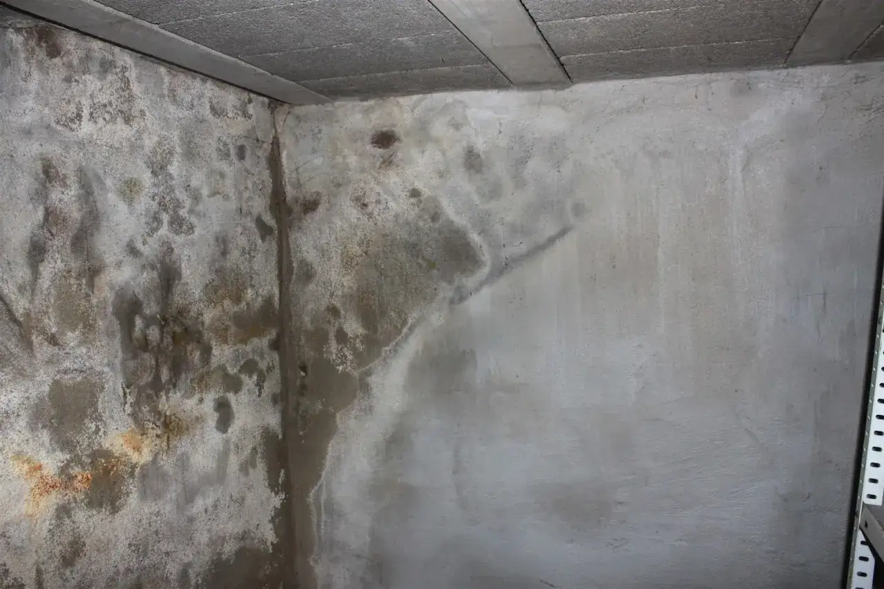 Feuchte Kellerwand mit deutlichen Ausblühungen, die auf **Salpeter** hindeuten. Die Beton-Decke ist sichtbar.
