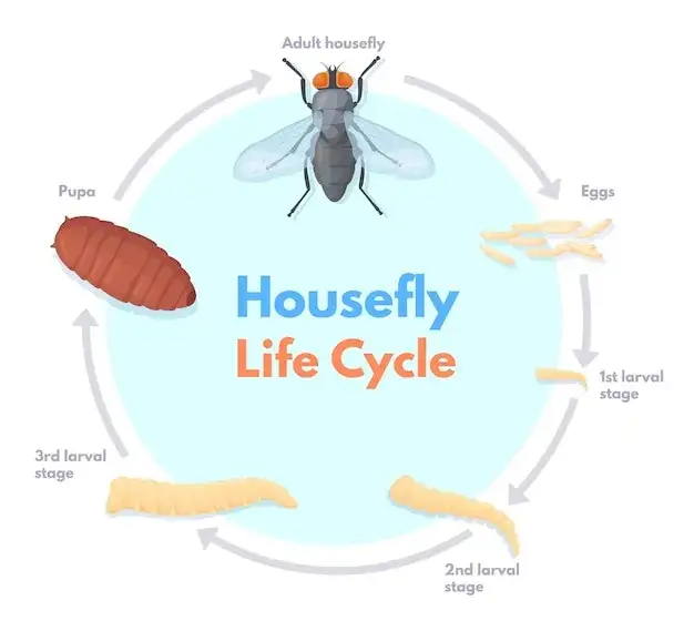 Cykl życia muchy domowej infografika