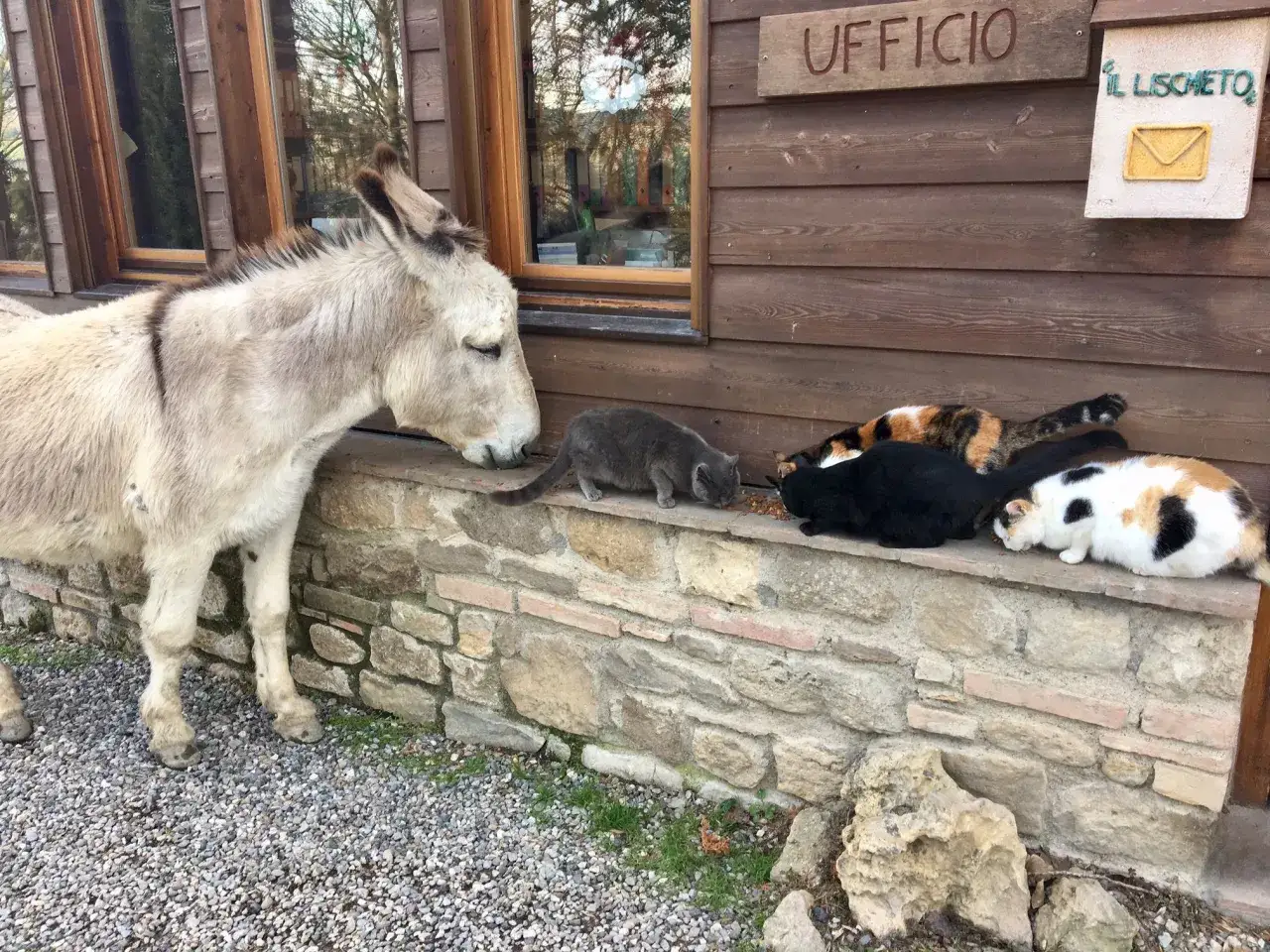 Un asino curioso osserva alcuni gatti mangiare in un agriturismo, uno dei tanti parchi con animali in Toscana.