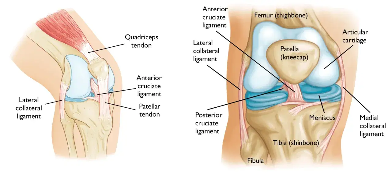 Knie anatomie muskeln: detaillierte Darstellung von Knochen, Bändern (Kreuzbänder, Seitenbänder), Meniskus und Sehnen (Quadrizeps, Patella).