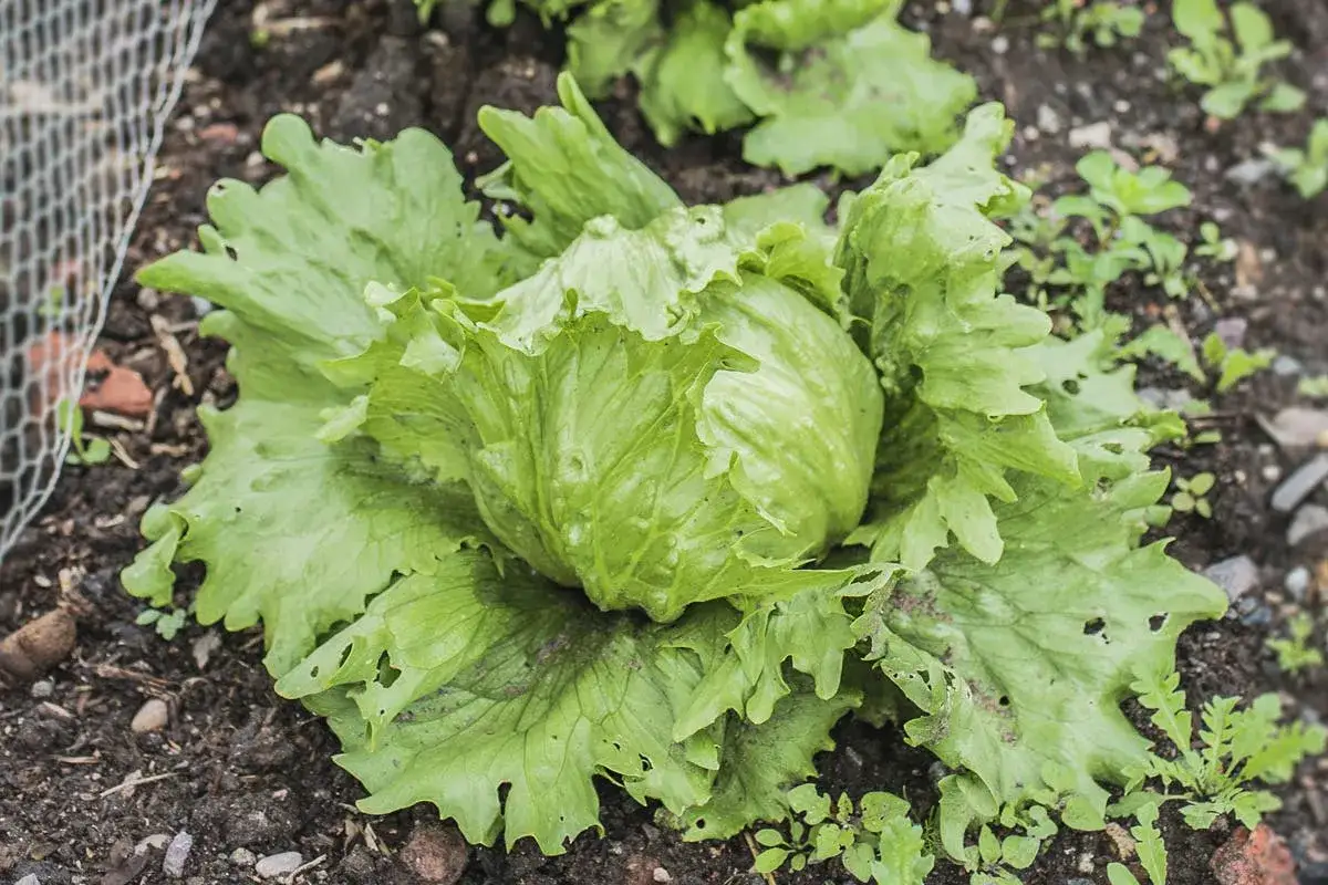 Une belle salade iceberg pousse dans le jardin, ses feuilles vertes et croquantes prêtes à être cueillies pour une salade fraîche.