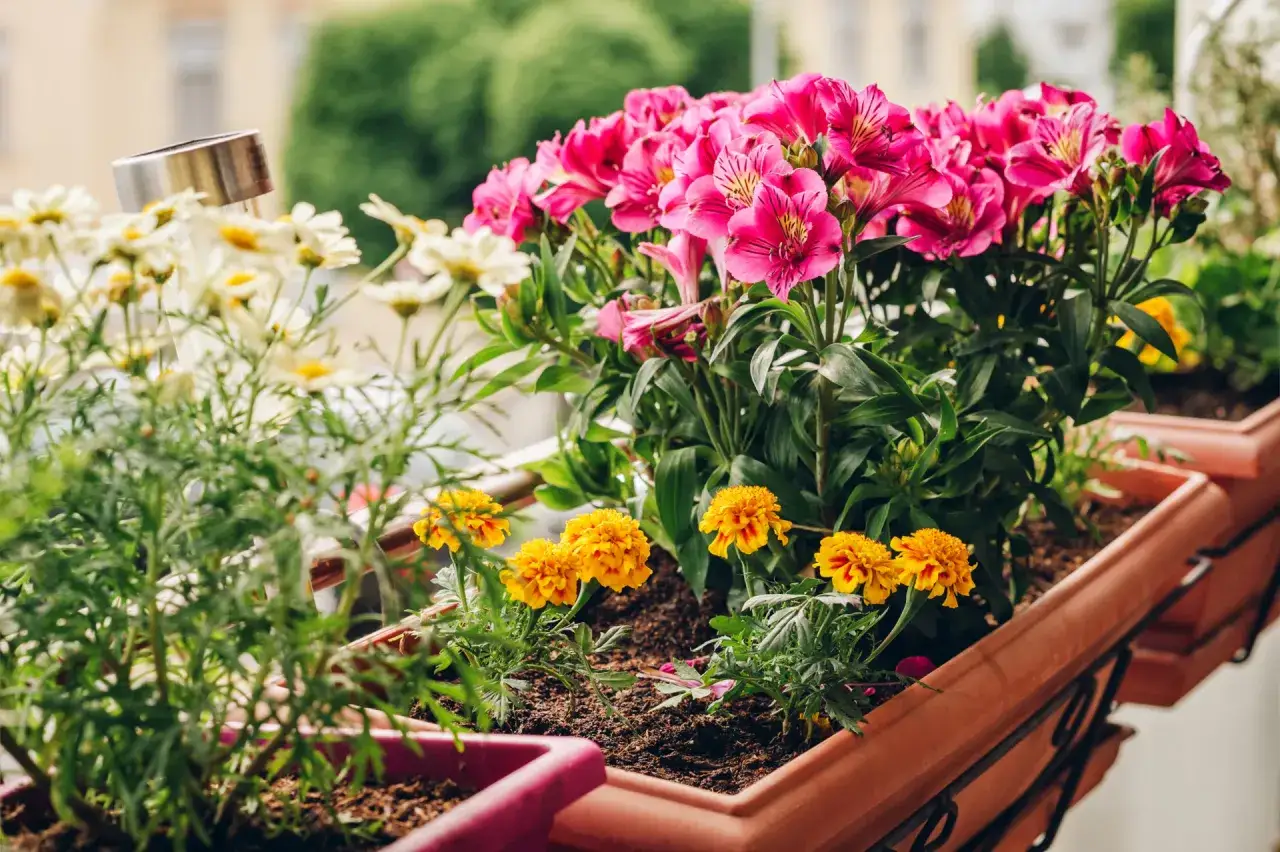 Combien de pensées dans une jardinière ? Des marguerites blanches, des alstroemères roses et des œillets d'Inde jaunes s'épanouissent.