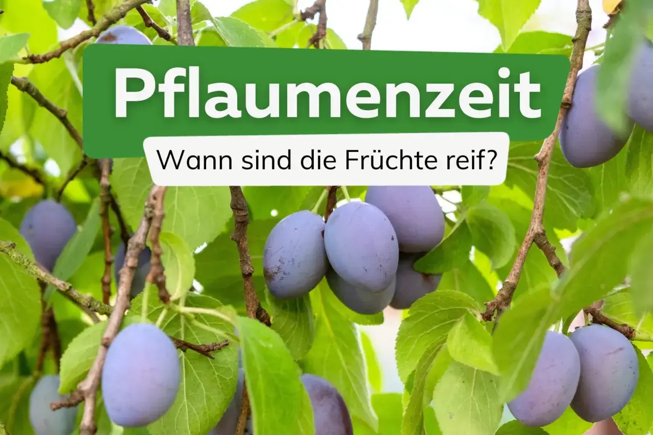 Reife Pflaumen h&auml;ngen an einem Baum. Die Frage 