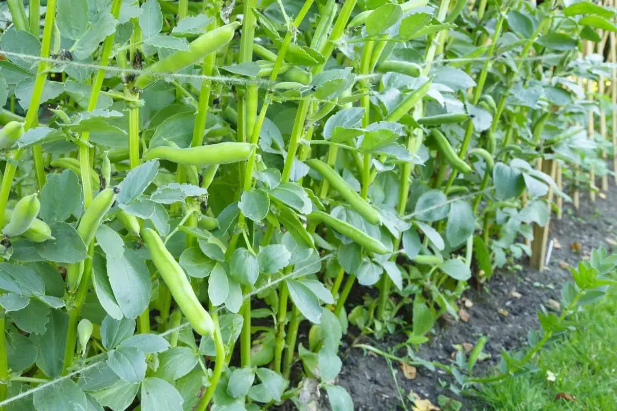 Des plants de fèves promettent les meilleurs haricots verts sans fils, prêts à être récoltés dans un jardin luxuriant.