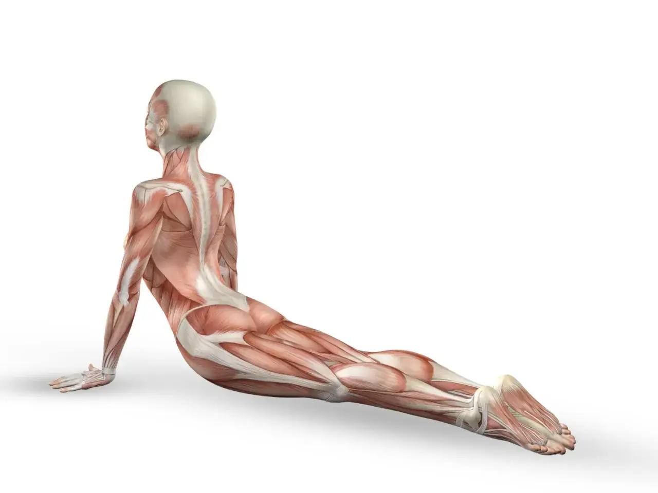 Anatomia mięśniowa w pozycji kobry. Widoczny mięsień pośladkowy średni, pracujący przy stabilizacji bioder.