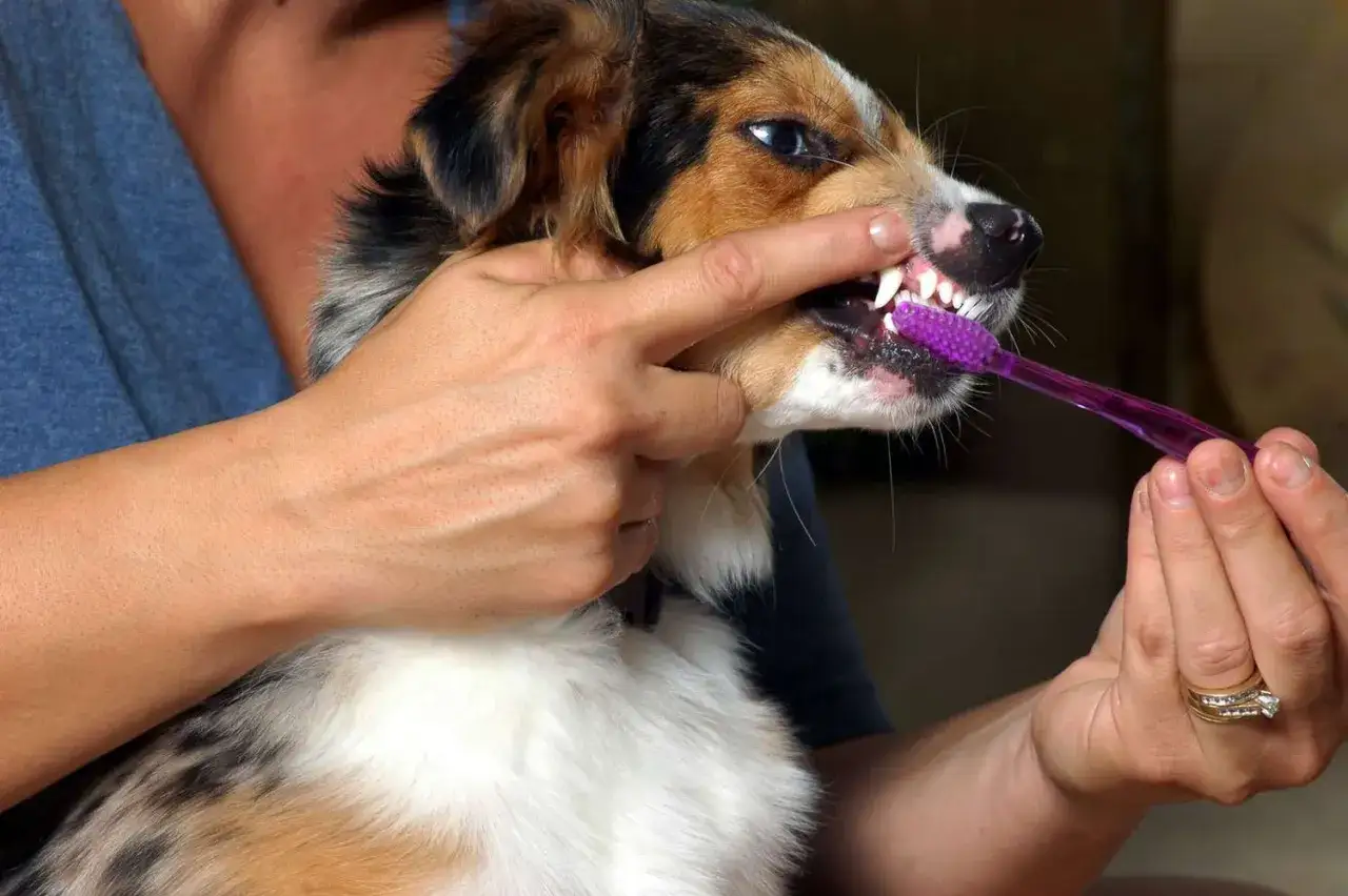 Persona cepilla los dientes de su perro con un cepillo morado. Una imagen que muestra la importancia de la higiene bucal perros.