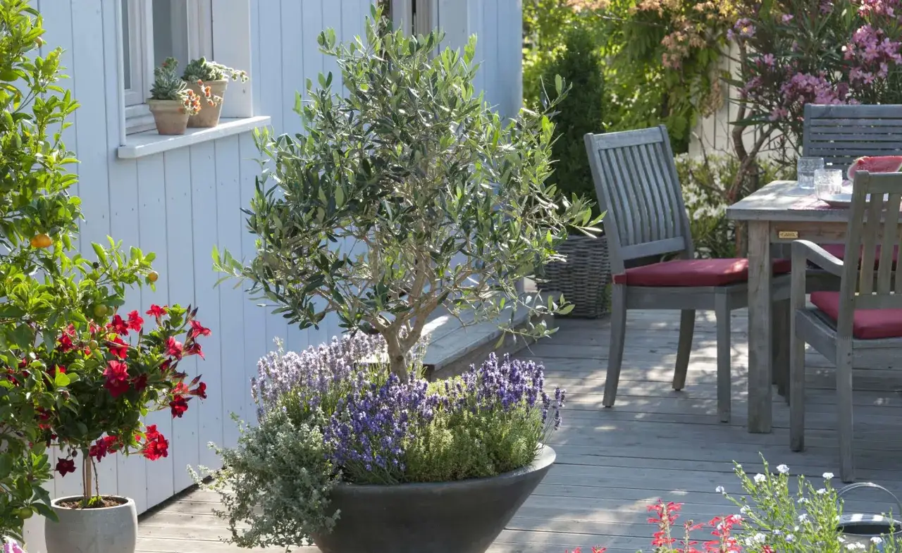 Ein kleiner Olivenbaum in einem gro&szlig;en Topf, umgeben von Lavendel und Kr&auml;utern, steht auf einer Holzterrasse. Daneben bl&uuml;hen rote Blumen.