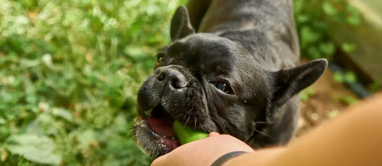 Czarny buldog francuski gryzie zielony ogórek. Czy pies może ogórka? Tak, ten piesek na pewno może!