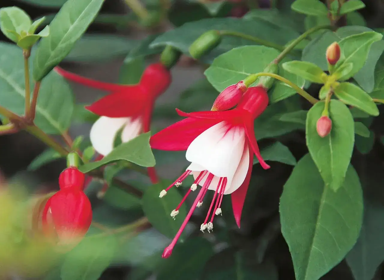 Zwei hängende Fuchsienblüten in Rot und Weiß, umgeben von grünen Blättern. Ein idealer **Fuchsien Standort** ist halbschattig.