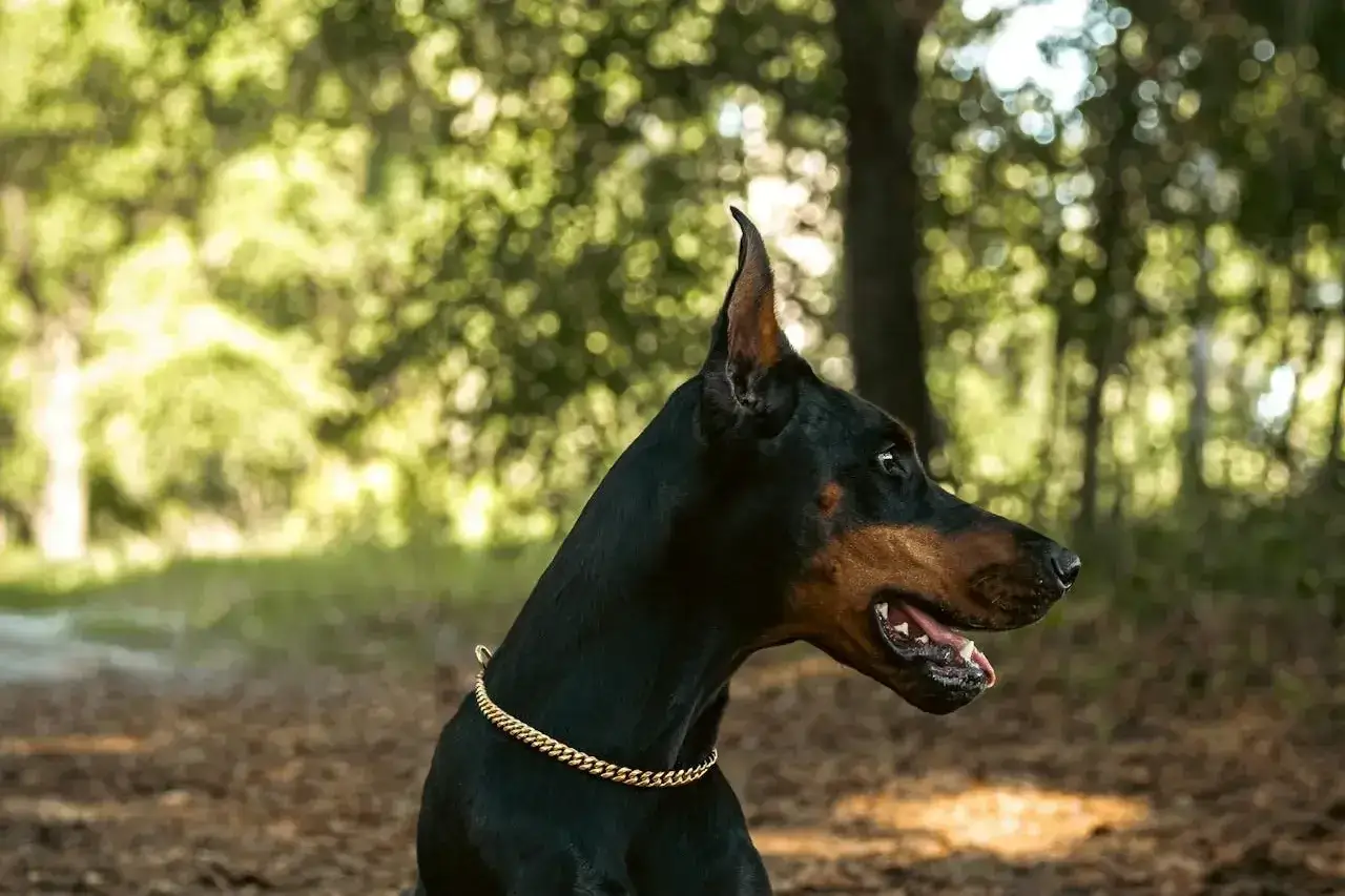 Elegancki doberman w złotej obroży, czeka na swojego właściciela. Doberman cena może być różna, ale ten pies wart jest każdej ceny.