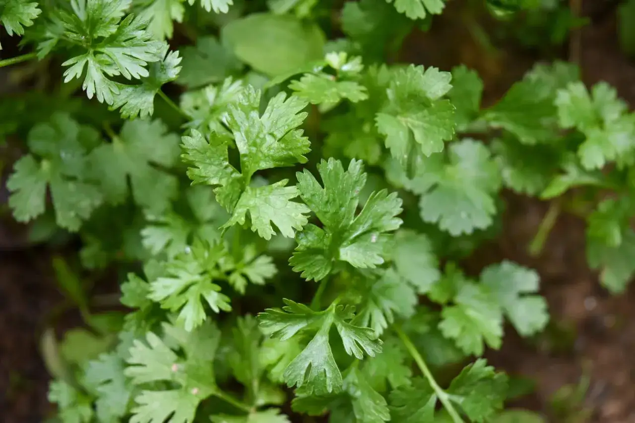 Feuilles vertes et découpées de coriandre ou de persil, prêtes à parfumer un plat.