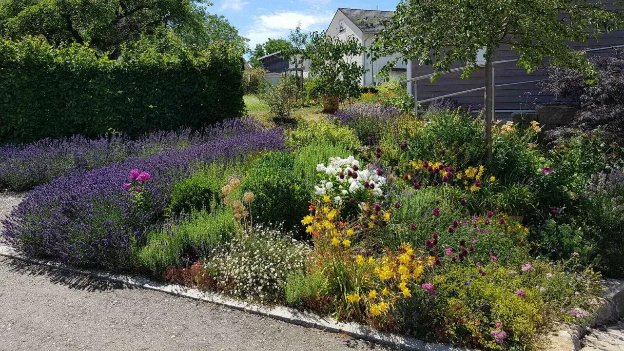 Blühender Vorgarten mit Lavendel, gelben und weißen Blumen. Tolle Vorgarten Ideen für ein farbenfrohes und duftendes Zuhause.