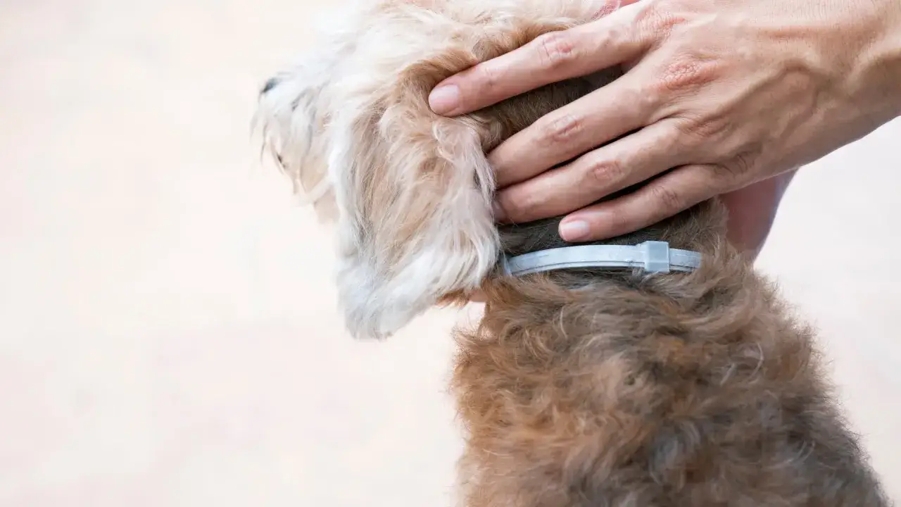 Mano acariciando a un perro con collar antiparasitario. Consulta sobre Seresto a partir de qu&eacute; edad es seguro para cachorros.