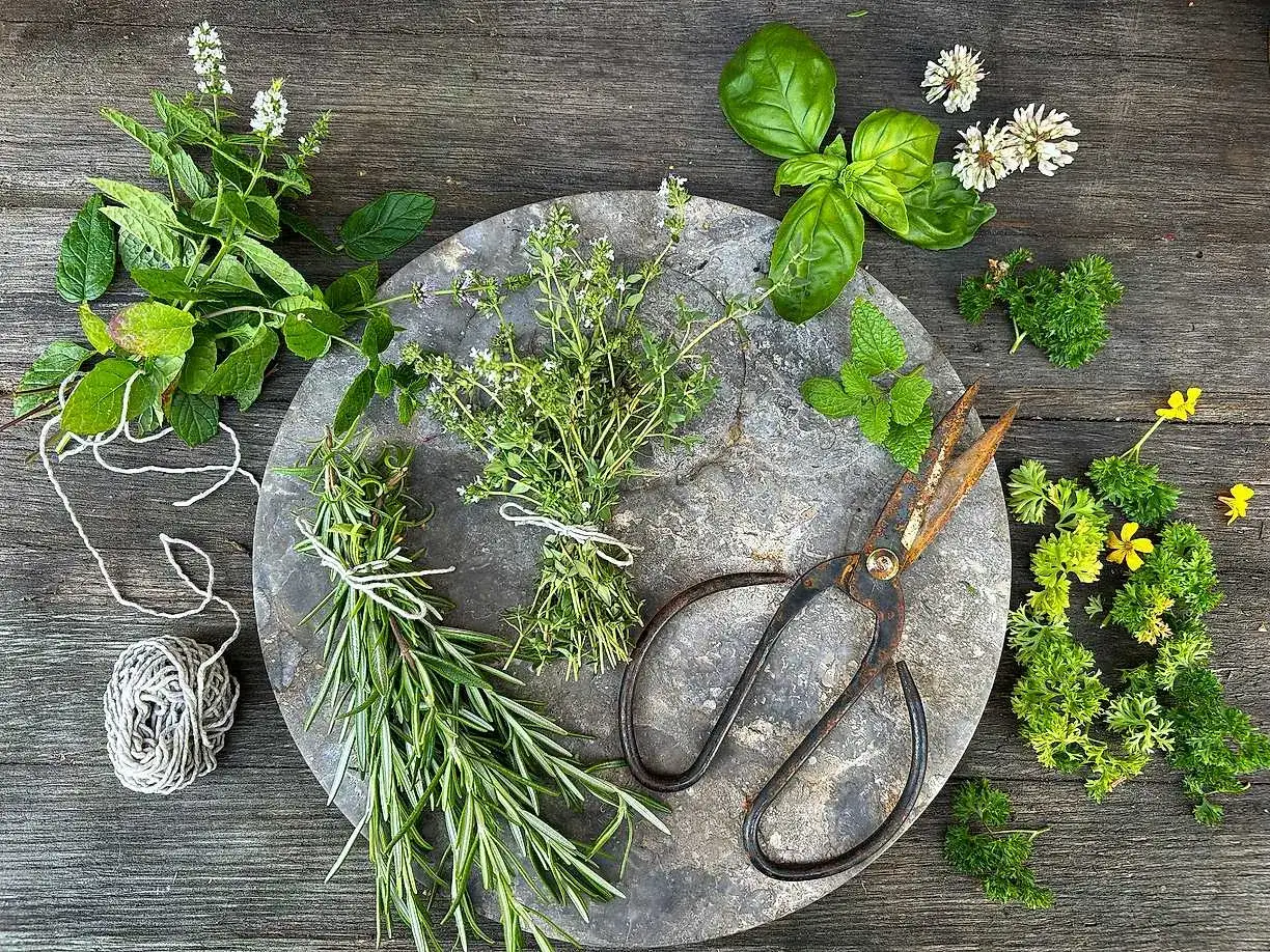 Buntar av färska örter som rosmarin, timjan och mynta ligger redo för att torka. En rulle snöre och rostiga saxar antyder förberedelser för att bevara sommarens smaker.