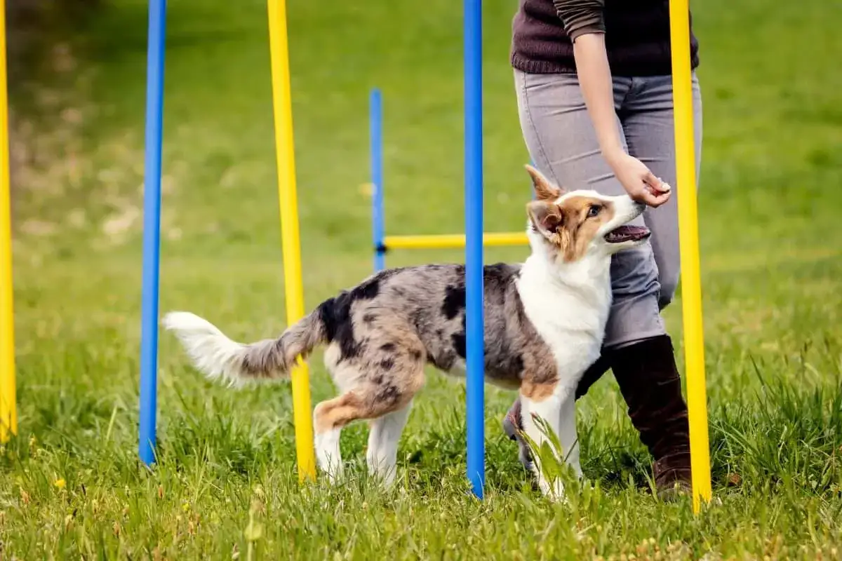 Trener ps&oacute;w nagradza psa smakołykiem podczas treningu agility. Nauka jak zostać trenerem ps&oacute;w zaczyna się od takiej wsp&oacute;łpracy.