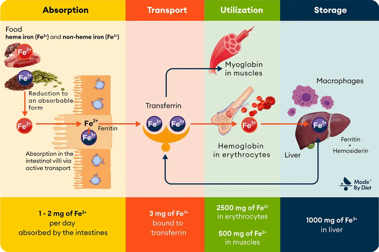 Diagram toont hoe ijzer (Fe2+ en Fe3+) wordt opgenomen, getransporteerd, gebruikt en opgeslagen in het lichaam. Ijzertabletten werken niet altijd optimaal.