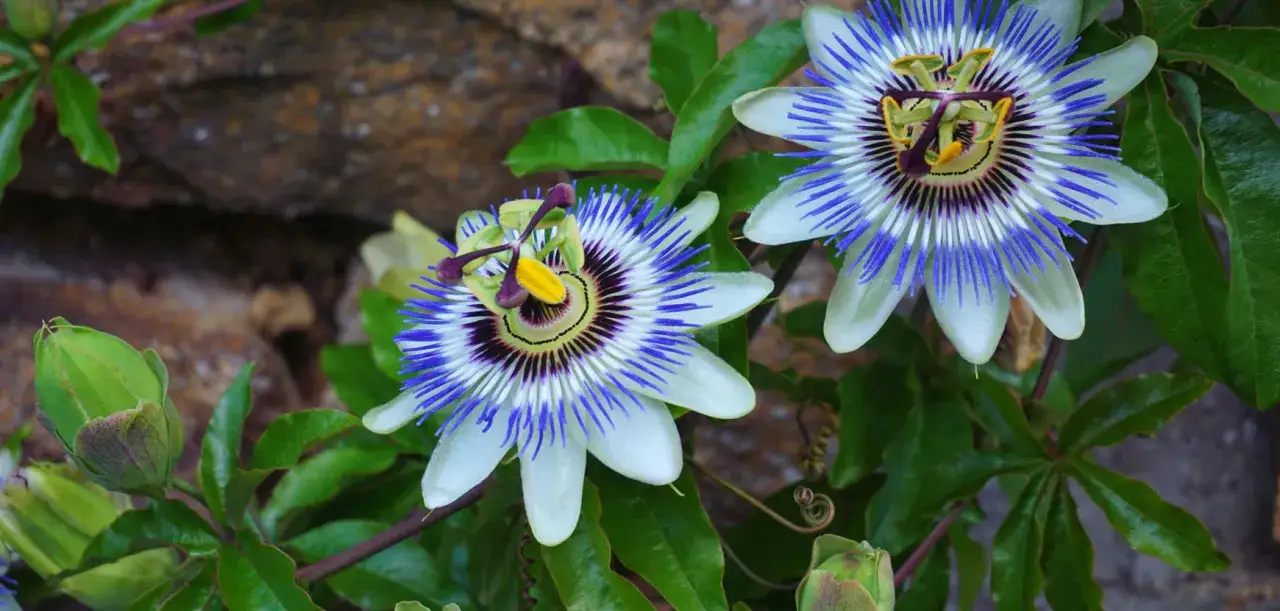 Deux fleurs de passiflore, aux p&eacute;tales blancs et filaments bleus, s'&eacute;panouissent pr&egrave;s d'un mur de pierres. Des bourgeons verts promettent d'autres floraisons.