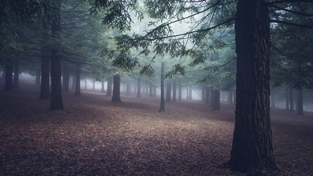 Niebla misteriosa envuelve el bosque de secuoyas de Poio, con árboles imponentes y un suelo cubierto de hojas secas.