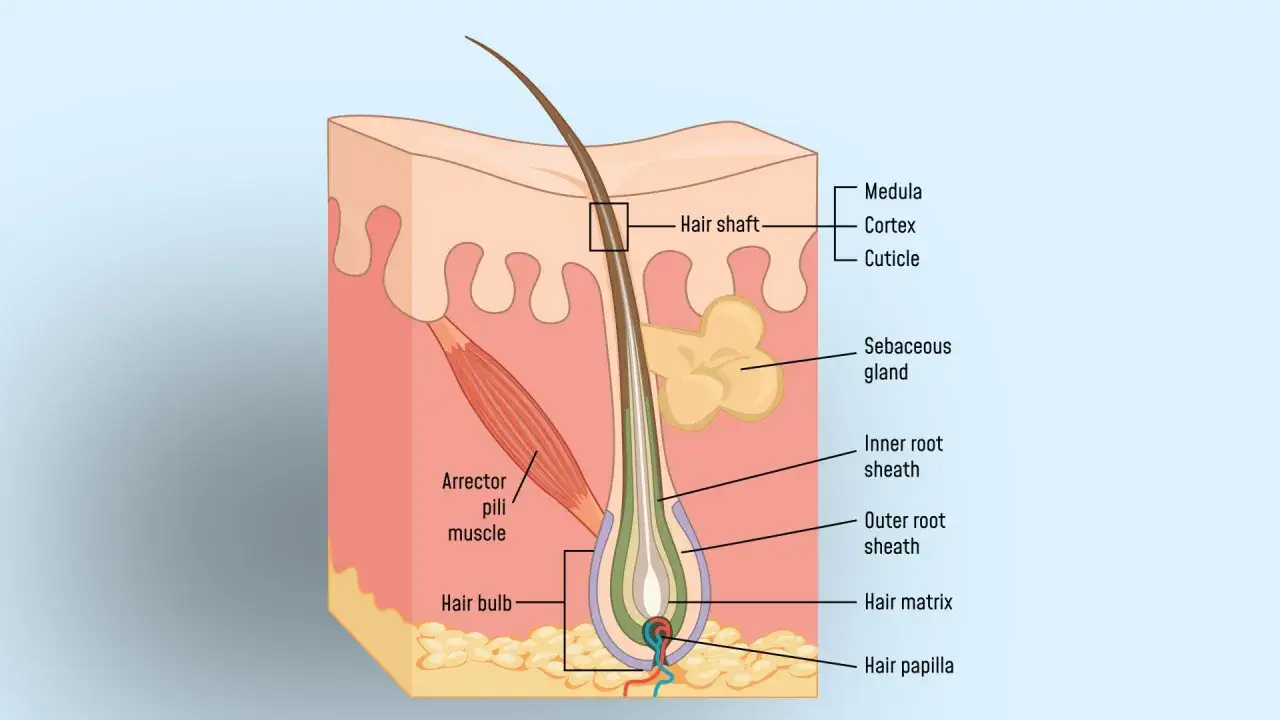 Detaljerad bild av en hårsäck som visar hur keratin protein hår växer från hårroten.
