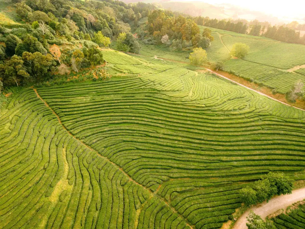 Plantacja herbaty matcha zacieniona matami