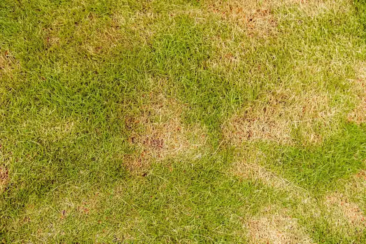 Plamy żółtej trawy na trawniku mogą świadczyć o obecności pędraków. Poznaj domowe sposoby na pędraki i uratuj swój ogród.