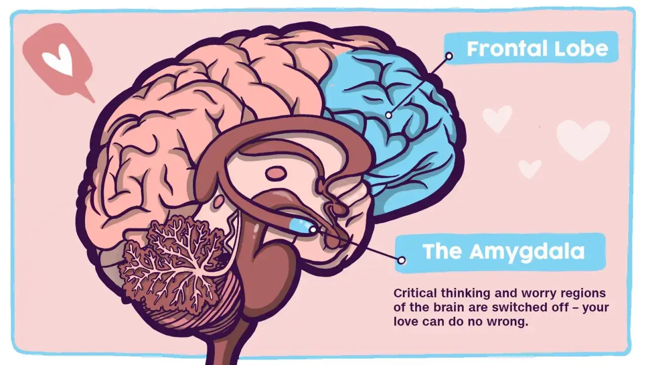 Coup de foudre sans connaître la personne : le lobe frontal et l'amygdale du cerveau sont désactivés, laissant place à l'amour.