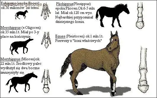 Zdjęcie Czy konie są parzystokopytne? Fakty, które musisz znać o ich klasifikacji
