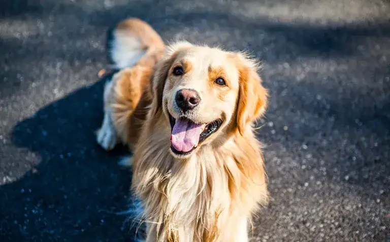Zdjęcie Golden retriever w domu czy na podwórku – co zapewni mu lepsze życie?