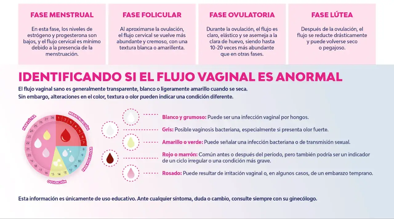 Fases del ciclo menstrual y tipos de flujo vaginal: menstrual, folicular, ovulatoria y l&uacute;tea. Identifica si tu flujo es anormal.