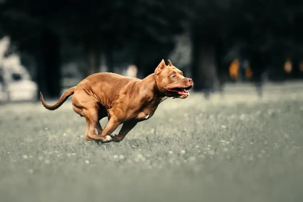 Perro pitbull marrón en pleno **zoomies** por el césped, con la boca abierta y expresión de pura alegría y velocidad.