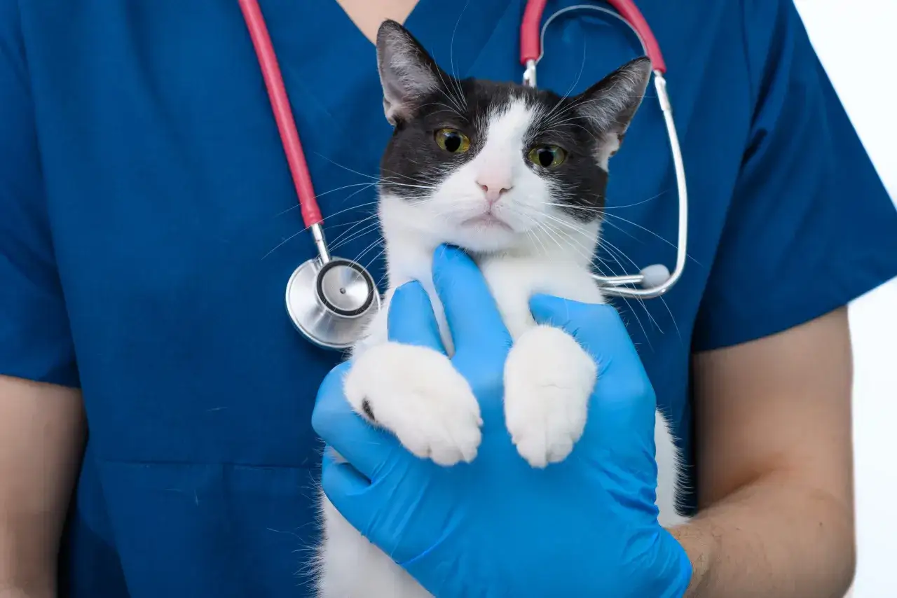 Weterynarz w niebieskiej bluzie ze stetoskopem trzyma czarno-białego kota. Szukasz domowych sposobów na koci katar?