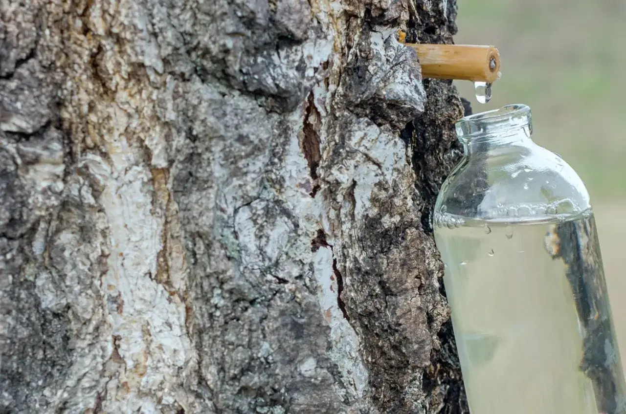 Goutte &agrave; goutte, la seve de bouleau remplit une bouteille en verre, r&eacute;colte printani&egrave;re.