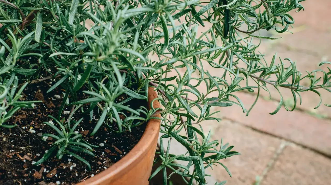 En frodig rosmarin perenn i en terrakotta kruka, med sina gröna, nålliknande blad som breder ut sig.