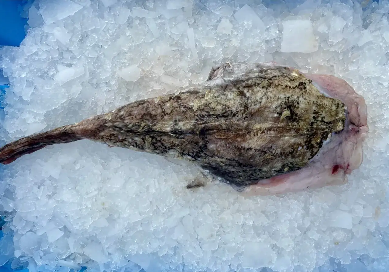 Une t&ecirc;te de lotte aux motifs marbr&eacute;s repose sur un lit de glace pil&eacute;e, pr&ecirc;te &agrave; &ecirc;tre cuisin&eacute;e.