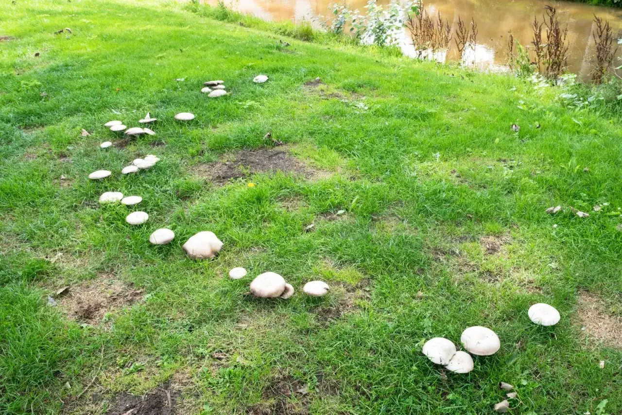 Grzyby w ogródku tworzą ścieżkę na trawie, prowadzącą w stronę wody.