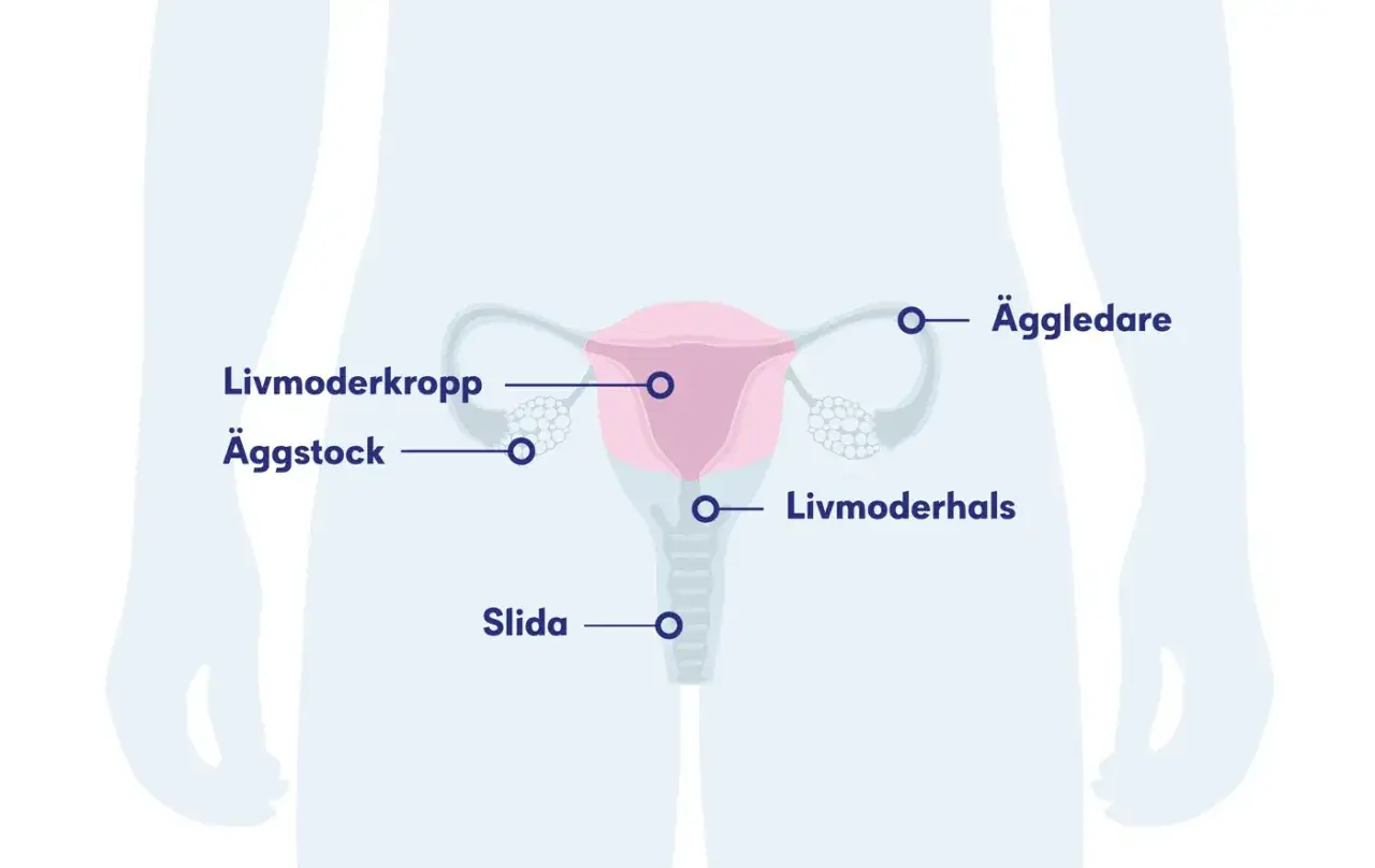 Illustration av kvinnans reproduktionsorgan med äggstockar, livmoder och äggledare. Kan relateras till hormonrubbning efter hysterektomi.