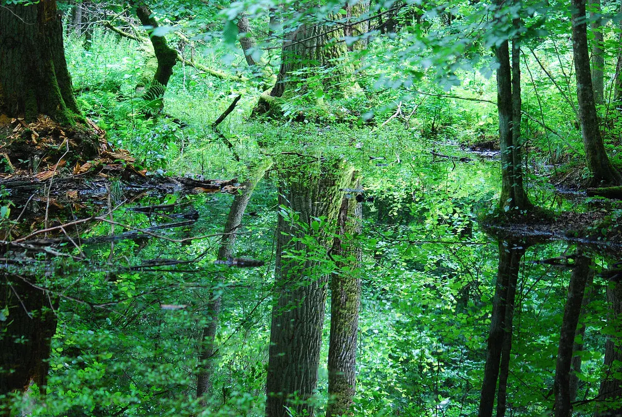 Białowieski Park Narodowy zdjęcia: odbicie bujnej zieleni i drzew w spokojnej wodzie, tworzące magiczny, podwodny świat.