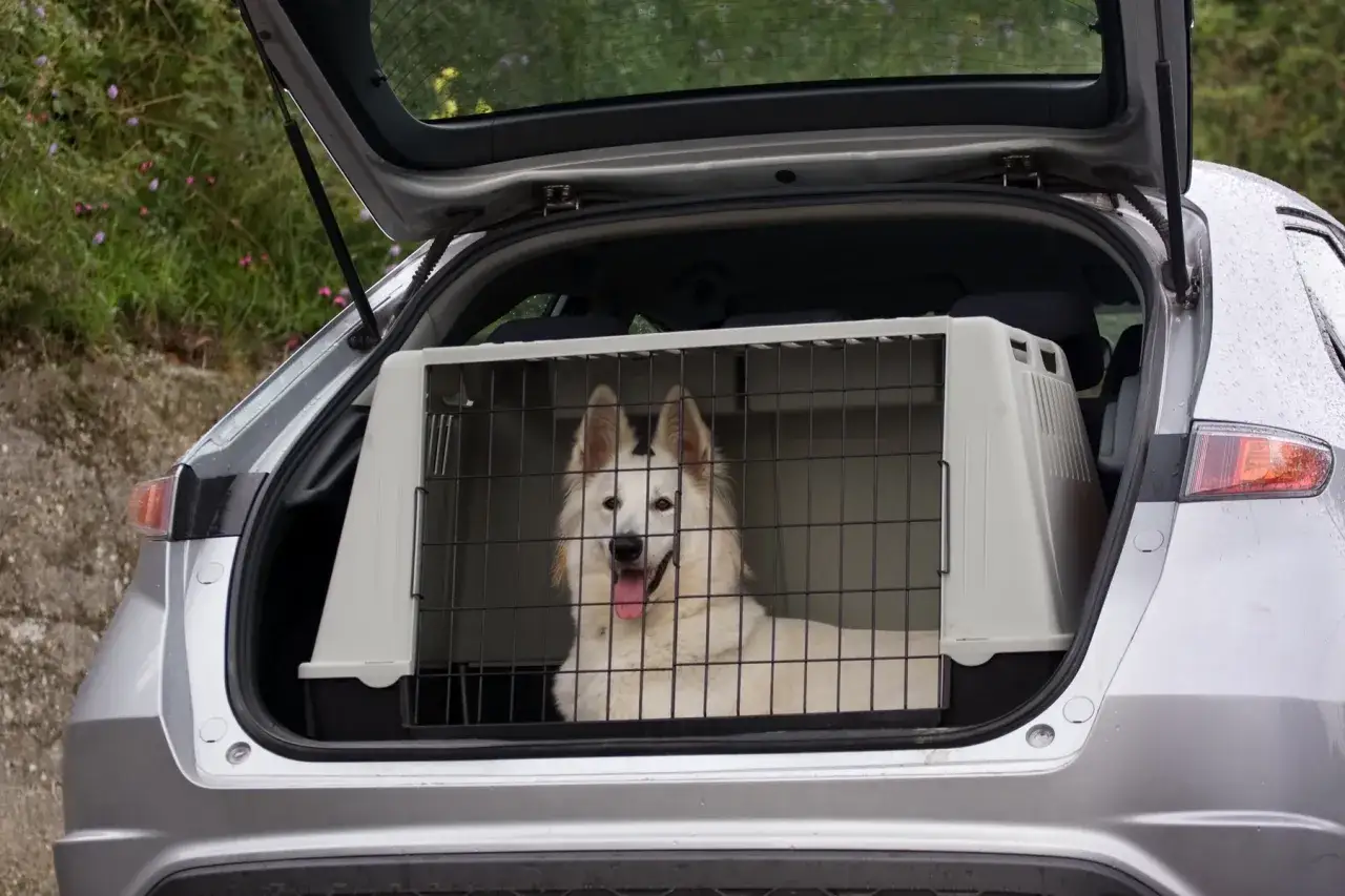 Biały pies rasy husky czeka w klatce w bagażniku samochodu na podróż.