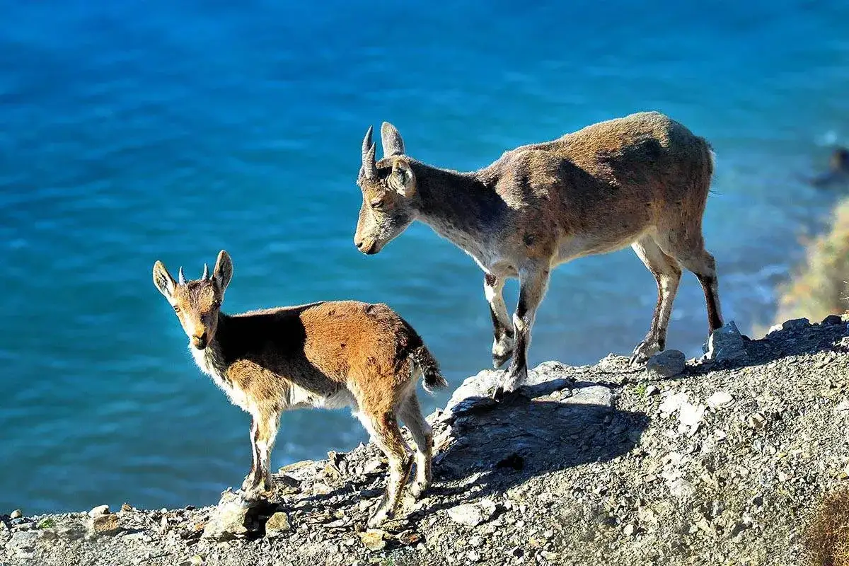 Dos cabras montesas posan en un acantilado rocoso con el mar azul brillante de fondo.