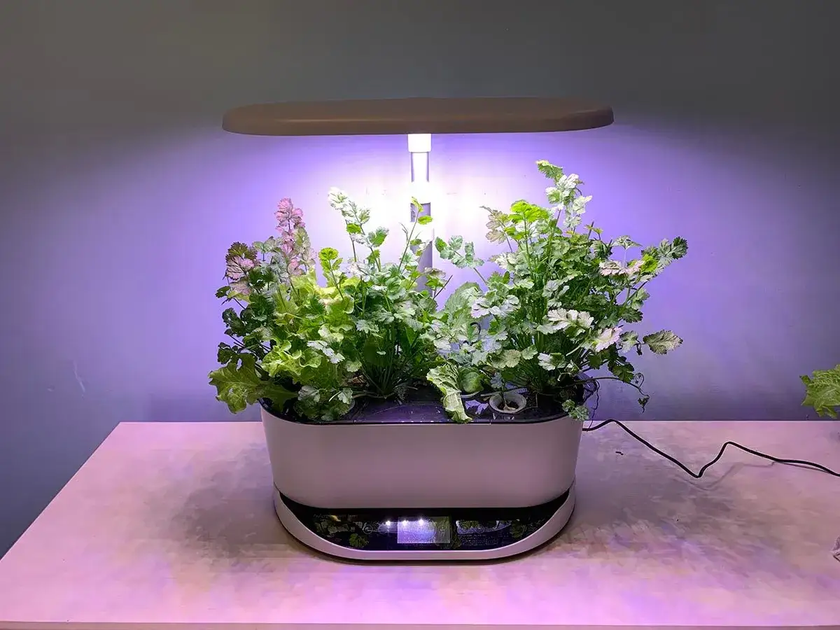 En hydroponisk odling med sallat och örter under växtbelysning. En modern lösning för att odla grönt inomhus.