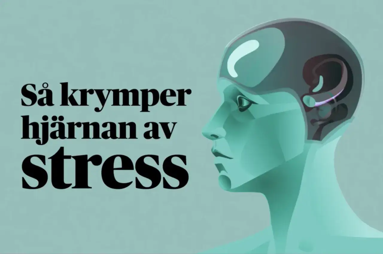 S&aring; krymper hj&auml;rnan av stress. Bilden visar en stiliserad m&auml;nsklig profil med texten 
