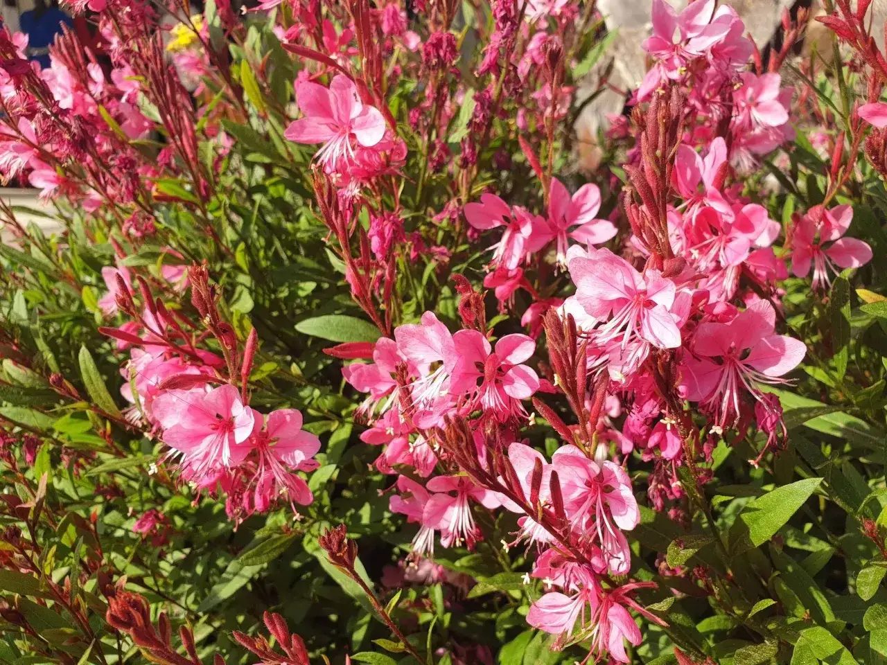 Kwitnąca gaura, piękna ozdoba ogrodu. Jej delikatne, różowe kwiaty zachwycają. Gaura uprawa jest prosta, a efekt oszałamiający.