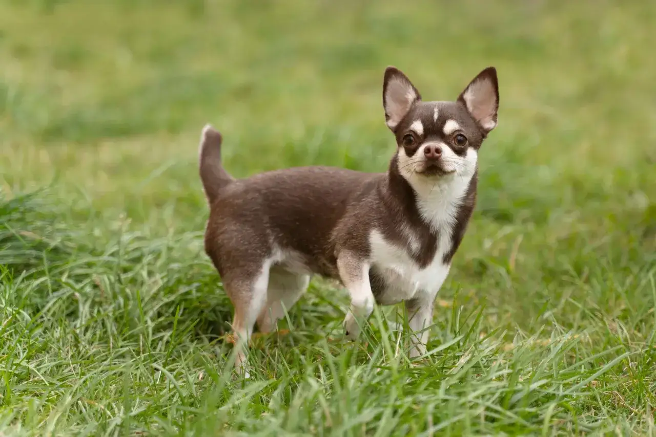 Brązowy chihuahua z białymi znaczeniami stoi na trawie. To urocze stworzenie może żyć nawet 15-20 lat.