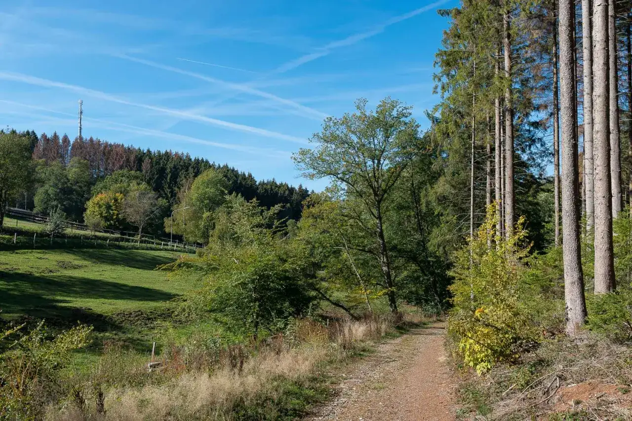 Waldweg entlang einer gr&uuml;nen Wiese mit B&auml;umen und einem Sendemast in der Ferne. Die Eckenhagen Route l&auml;dt zum Wandern ein.