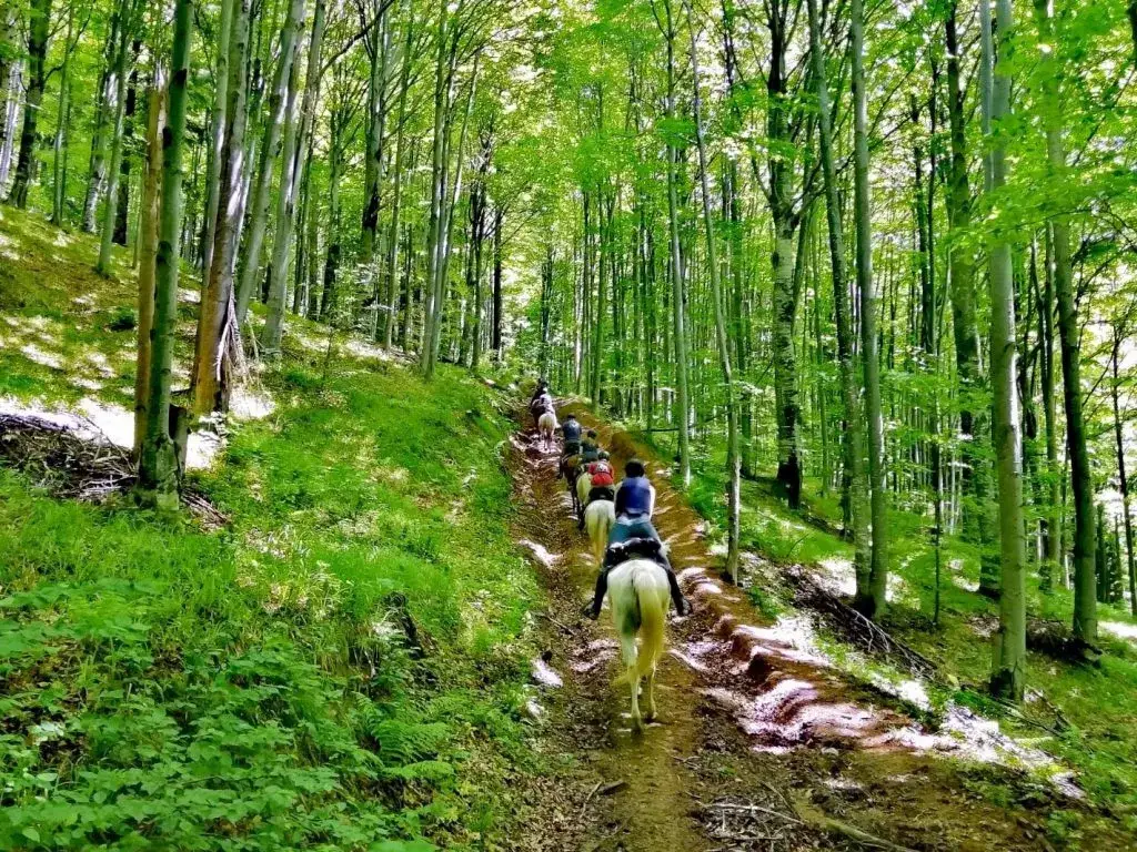 Rumuńskie Karpaty szlak g&oacute;rski ostrzeżenie niedźwiedzie