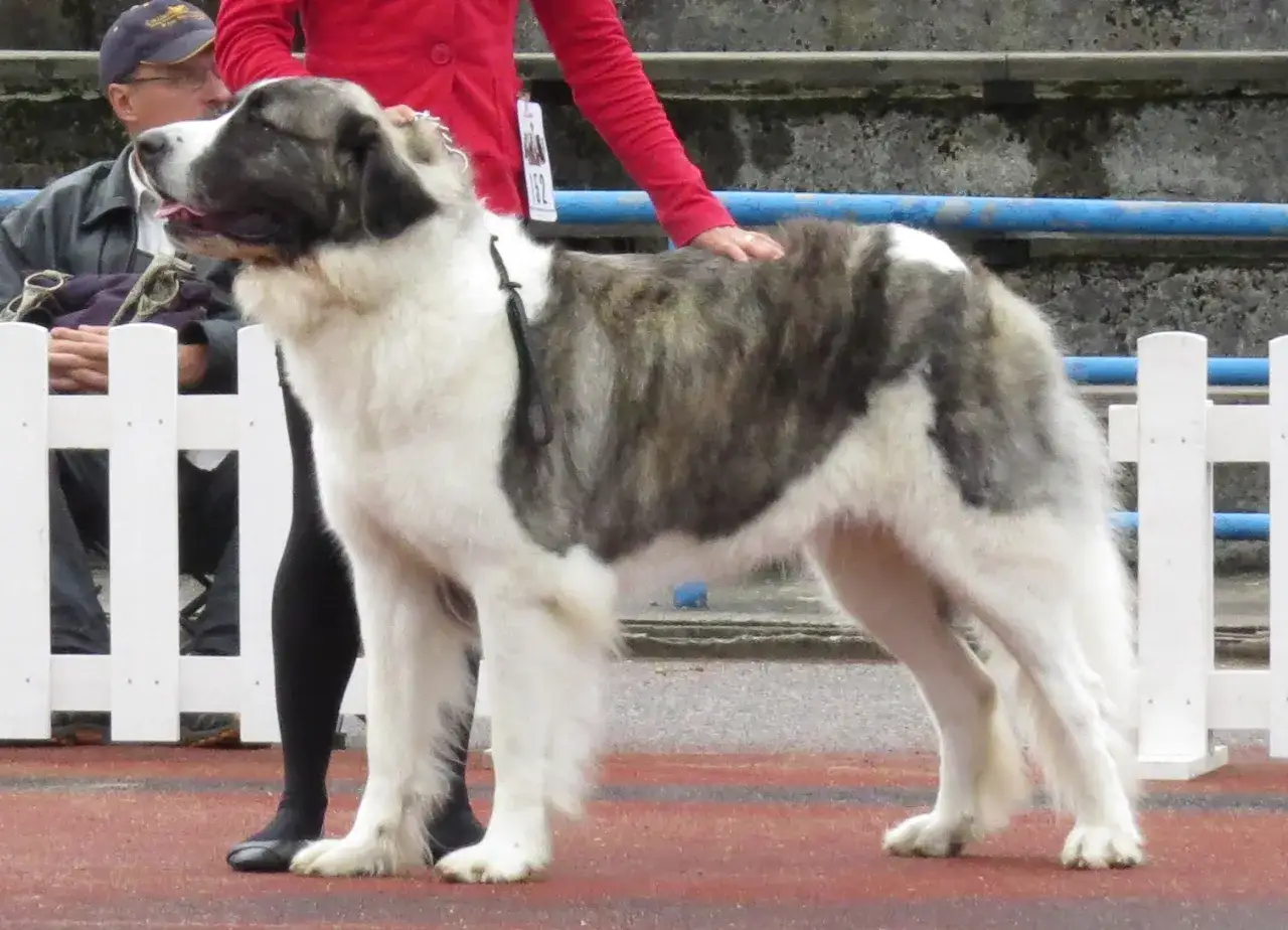 Ein majest&auml;tischer Alabai Hund steht stolz auf einer Ausstellungsfl&auml;che, seine Hand wird sanft von einer Person gestreichelt.